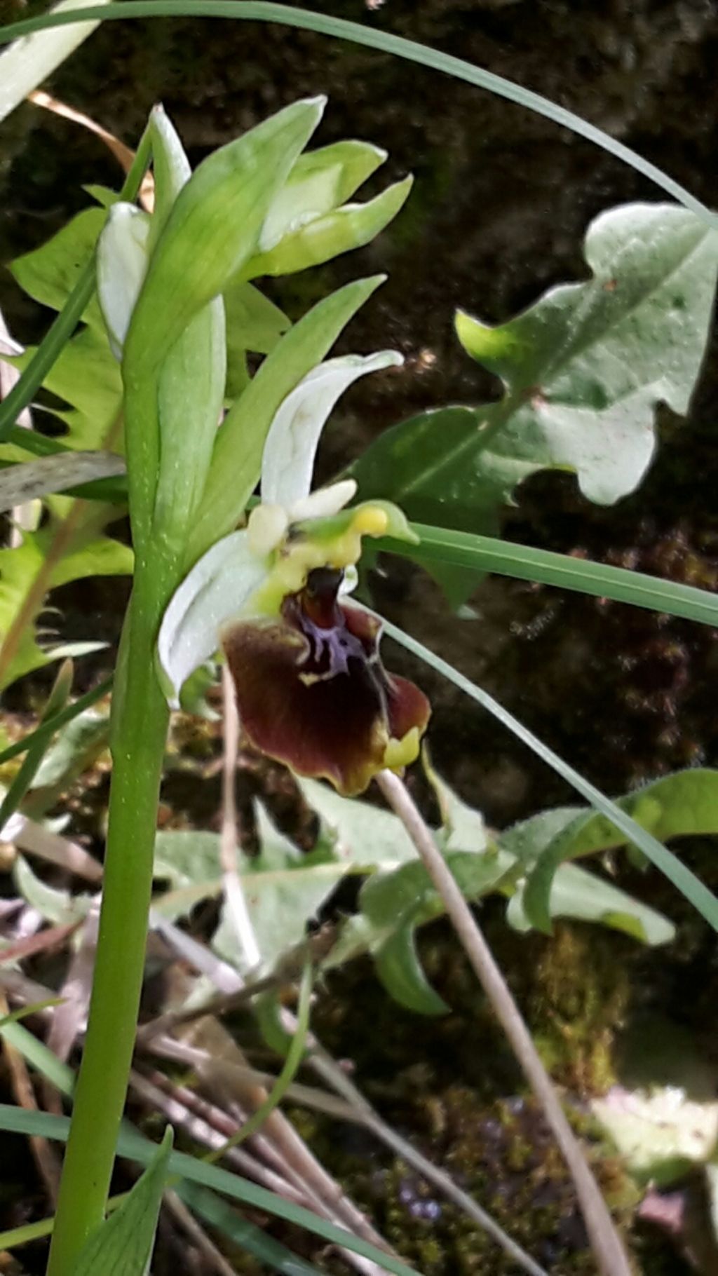 orchis crabronifera??? no, Ophrys holosericea